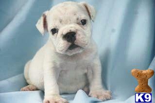 English Bulldog Puppies for Sale